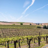 Отель Sunset Vineyard 5 Br home by RedAwning, фото 26