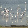 Отель Flamingo Lake, фото 3