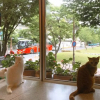 Отель Gyeongju Pyeonggwanhun Guest House, фото 11