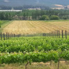 Отель Lemberg Wine Estate, фото 3