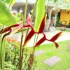 Отель Kamala Tropical Garden, фото 17