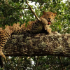 Отель Back of Beyond Dune Camp - Yala, фото 21