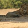 Отель Mwinilunga Safaris, фото 15