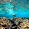 Отель InterContinental Lifou Wadra Bay Resort, an IHG Hotel, фото 17