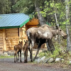 Отель Carlo Creek Cabins, фото 15