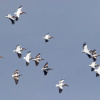 Отель RAAS Chhatrasagar, фото 29