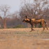 Отель Mana River Camp, фото 15