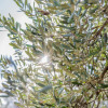 Отель Azienda Agricola Spirdo, фото 24