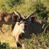 Отель Elephants Footprint Lodge, фото 21