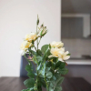 Отель Holiday Rose, фото 7