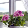 Отель Vilhelmsro Bed & Breakfast, фото 7