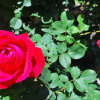 Отель Rustico Massimo - Rebomaholidays, фото 19