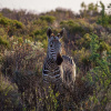 Отель Simbavati Fynbos on Sea, фото 1