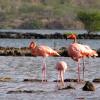 Отель Flamingo Park, фото 20