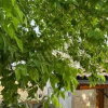 Отель Aysel Hanım Konağı, фото 5