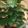 Отель Holiday Inn Oriental, фото 19