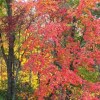 Отель Three Pines View, фото 30