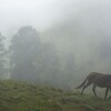 Отель Hostel & Camping Alouatta, фото 9