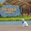 Отель Aurika Coorg - Luxury by Lemon Tree Hotels, фото 28