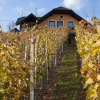 Отель Vineyard Cottage Bregac, фото 7