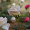 Отель Serenity Manor, фото 13