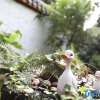 Отель Xi'an Baishiyunju Homestay (Qinling Wildlife Park Branch), фото 22