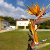 Отель Quinta do Pé Descalço Guesthouse Sintra, фото 16