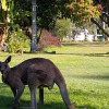 Отель Lake Weyba Noosa Lodge & Kangaroos, фото 23