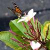 Отель Casa Mariposa, фото 13