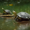Отель Lirio Lodge, фото 35