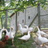 Отель Agriturismo Podere Fiume, фото 7