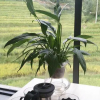 Отель Longsheng Longji Puchuo Shengxiang Art Hotel, фото 10