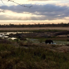 Отель Bona Ngwenya Lodge, фото 8