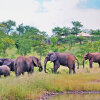 Отель The Elephant Camp, фото 43