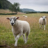 Отель Experience the Peace & Quiet in the North York Moors at Rawcliffe House Farm, фото 2
