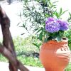 Отель Traditional Cottage on the Hillside of Antiperni, фото 13