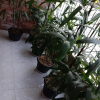 Отель OYO 93859 Saffa 27 Guest House Syariah, фото 9