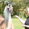 Отель Glamping With Llamas, фото 35