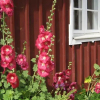 Отель Spångagården Bed and Breakfast, фото 7