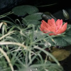 Отель The Gallery Bed and Breakfast, фото 18
