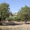 Отель S'Hort de Son Caulelles | Finca Agroturismo, 4 estrellas, фото 15