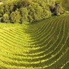 Отель Weingut Albert, Familie Cramer, фото 42