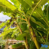 Отель Tropical Splendor! Ocean View w/Wraparound Lanai, Kitchen, Free Holiday Apartment, фото 21