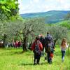 Отель Appartamento Girasole - Agriturismo le Selvole, фото 12