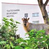 Отель Tateyama Kokusai Hotel, фото 26