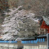 Отель Atarashiya Ryokan - Dorogawa-onsen Hot Spring, фото 10