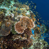 Отель Turtle Bay Dive Resort, фото 24