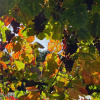 Отель Weingut Haxel, фото 3