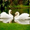 Отель Silverstream Lodge, фото 31