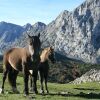 Отель Casa Rural La Matuca, Senda Del Oso, Asturias, фото 11